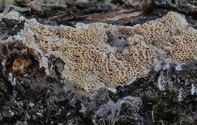 Attēlu rezultāti vaicājumam “Antrodia macra”