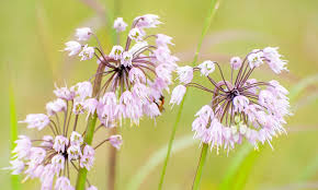 Attēlu rezultāti vaicājumam “Allium cepa flower”