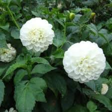 Image result for Dahlia `Snowflake`