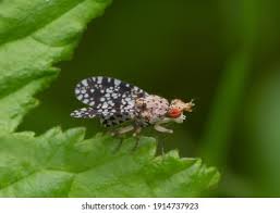 Attēlu rezultāti vaicājumam “Trypetoptera punctulata”