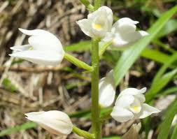 Attēlu rezultāti vaicājumam “Cephalanthera longifolia”