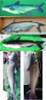 Image result for Ictalurus furcatus