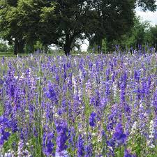 Image result for Delphinium consolida