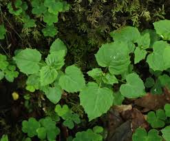 Attēlu rezultāti vaicājumam “Circaea alpina leaf”