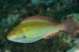 Image result for Sparisoma amplum