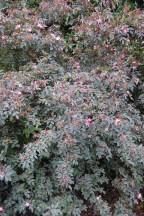 Attēlu rezultāti vaicājumam “Rosa glauca leaf”