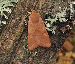 Attēlu rezultāti vaicājumam “Agrochola helvola”