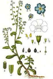 Attēlu rezultāti vaicājumam “Myosotis scorpioides bud”