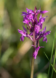 Attēlu rezultāti vaicājumam “Dactylorhiza traunsteineri”