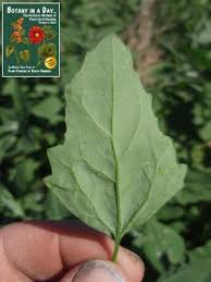 Attēlu rezultāti vaicājumam “Chenopodiaceae”