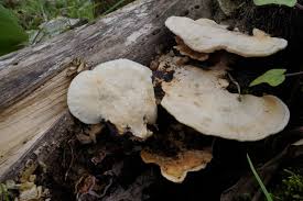 Attēlu rezultāti vaicājumam “Trametes”