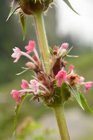 Attēlu rezultāti vaicājumam “Caprifoliaceae”