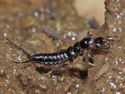 Attēlu rezultāti vaicājumam “Loricera pilicornis”