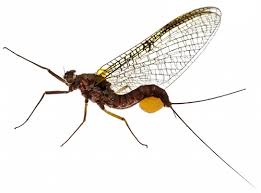 Attēlu rezultāti vaicājumam “Trichoptera egg mass”