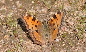 Attēlu rezultāti vaicājumam “Nymphalis polychloros”