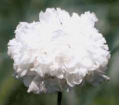 Image result for Papaver somniferum White Cloud