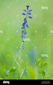 Attēlu rezultāti vaicājumam “Polygala amarella leaf”
