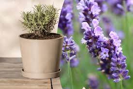 Image result for Lavendel