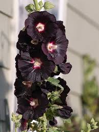 Attēlu rezultāti vaicājumam “Alcea rosea flower”