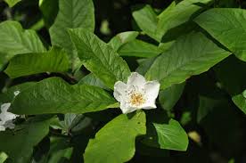 Attēlu rezultāti vaicājumam “Mespilus germanica”