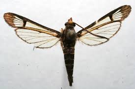 Attēlu rezultāti vaicājumam “Sesiidae”