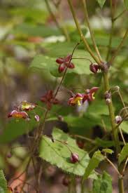 Attēlu rezultāti vaicājumam “Epimedium alpinum”