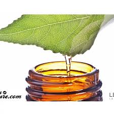 Attēlu rezultāti vaicājumam “Ledum palustre fruit”