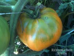 Afbeeldingsresultaat voor amana orange beefsteak tomato