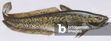 Image result for Lota lota