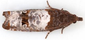 Attēlu rezultāti vaicājumam “Notocelia roborana”