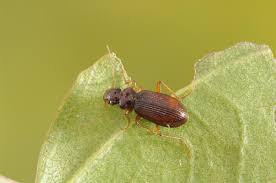 Attēlu rezultāti vaicājumam “Leistus ferrugineus”