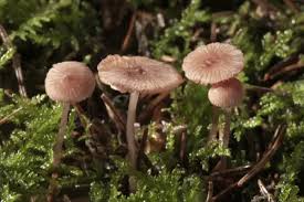 Attēlu rezultāti vaicājumam “Mycena rosella”