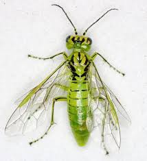 Attēlu rezultāti vaicājumam “Rhogogaster viridis”