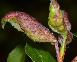 Attēlu rezultāti vaicājumam “Thecabius affinis nymph”
