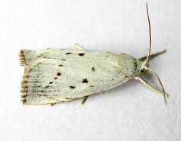 Attēlu rezultāti vaicājumam “Calamotropha paludella”