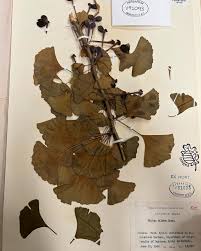 Attēlu rezultāti vaicājumam “Ginkgo biloba male flower”