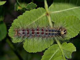 Attēlu rezultāti vaicājumam “Lymantria dispar”