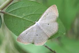 Attēlu rezultāti vaicājumam “Scopula floslactata imago”