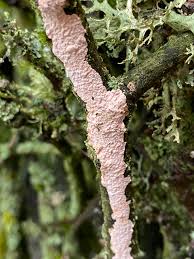 Attēlu rezultāti vaicājumam “Corticium roseum”