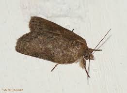 Attēlu rezultāti vaicājumam “Nycteola sp.”