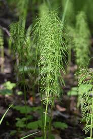 Attēlu rezultāti vaicājumam “Equisetum pratense”