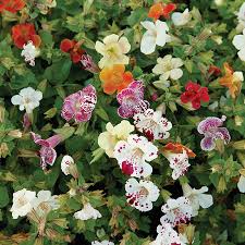Image result for Mimulus x hybrida