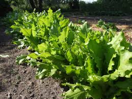 Image result for Pflücksalat