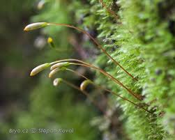 Attēlu rezultāti vaicājumam “Hygroamblystegium varium”