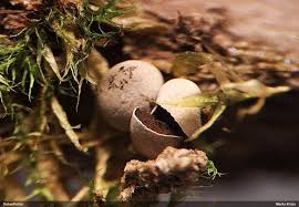 Attēlu rezultāti vaicājumam “Diderma subincarnatum”