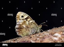 Attēlu rezultāti vaicājumam “Pararge aegeria underside”