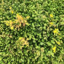 Attēlu rezultāti vaicājumam “Sedum sexangulare leaf”