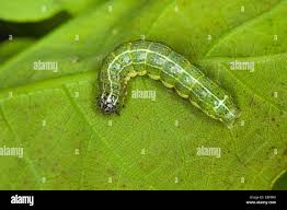 Attēlu rezultāti vaicājumam “Cosmia trapezina”