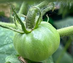 Afbeeldingsresultaat voor caspian pink tomato