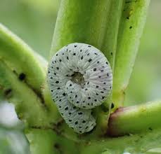 Attēlu rezultāti vaicājumam “Tenthredo scrophulariae larva”